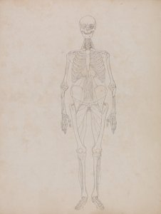 Esposizione Anatomica Comparativa della Struttura del Corpo Umano con quella di una Tigre e un Co...